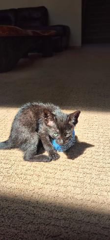 3/4 siamese female - Photo 3