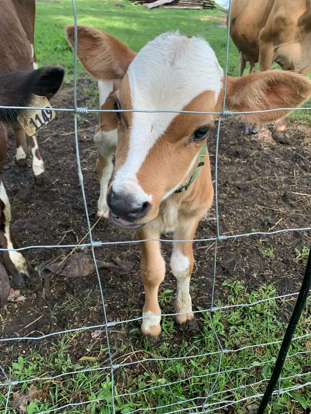 Jersey Bull calf