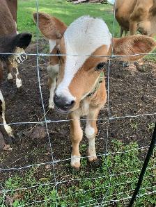 Jersey Bull calf