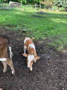 Jersey Bull calf - Photo 2