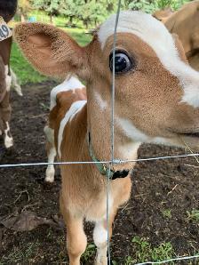 Jersey Bull calf - Photo 3
