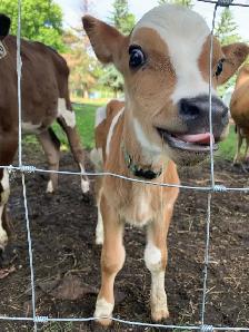 Jersey Bull calf - Photo 4