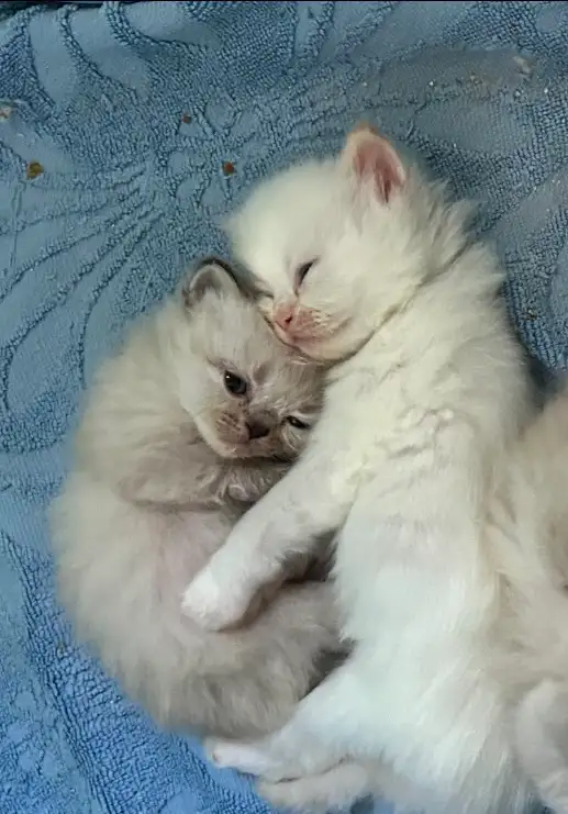Chaton Himalayen