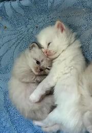 Chaton Himalayen