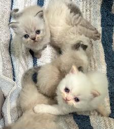 Chaton Himalayen - Photo 2