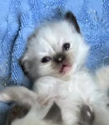 Chaton Himalayen - Photo 3