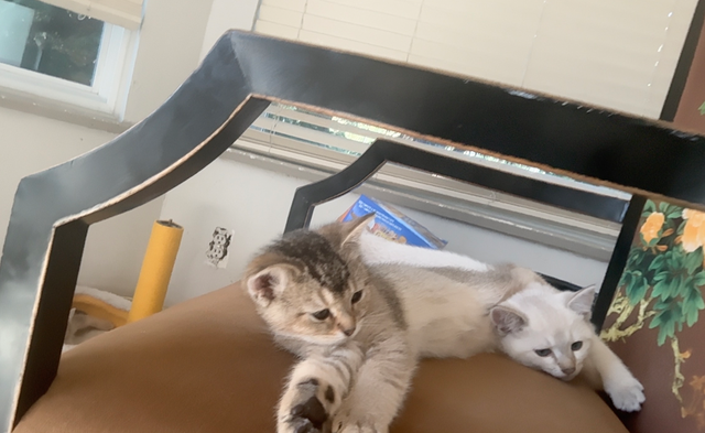 baby kitten needs a home!!