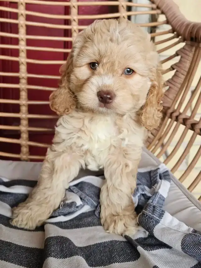 Cockapoo Puppies Ready To Go Home