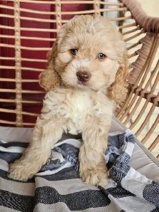 Cockapoo Puppies Ready To Go Home