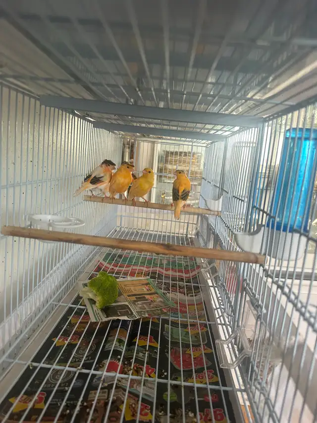 Canaris chanteurs  en bonne santé pas cher