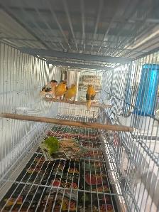 Canaris chanteurs  en bonne santé pas cher