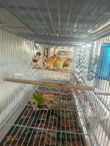 Canaris chanteurs  en bonne santé pas cher - Photo 2