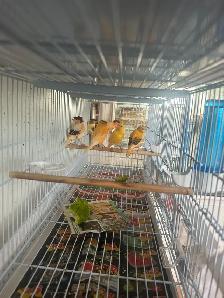 Canaris chanteurs  en bonne santé pas cher - Photo 3