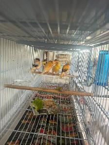 Canaris chanteurs  en bonne santé pas cher - Photo 4