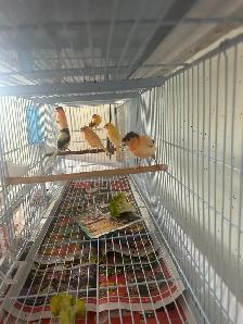 Canaris chanteurs  en bonne santé pas cher - Photo 5