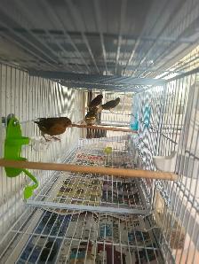 Canaris chanteurs  en bonne santé pas cher - Photo 6