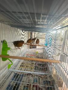 Canaris chanteurs  en bonne santé pas cher - Photo 7