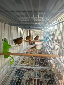 Canaris chanteurs  en bonne santé pas cher - Photo 8