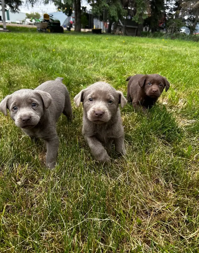 Chocolate Lab Puppies