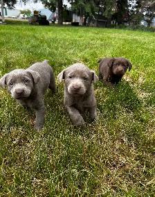 Chocolate Lab Puppies