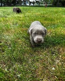 Chocolate Lab Puppies - Photo 2