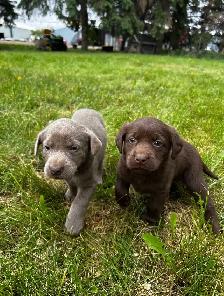 Chocolate Lab Puppies - Photo 3