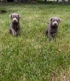 Chocolate Lab Puppies - Photo 4