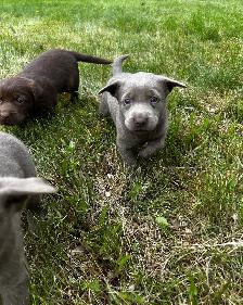 Chocolate Lab Puppies - Photo 5