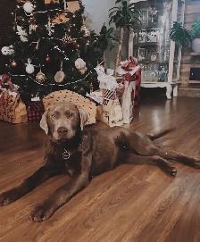 Chocolate Lab Puppies - Photo 6