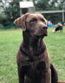 Chocolate Lab Puppies - Photo 7