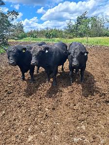 Simmental Bulls
