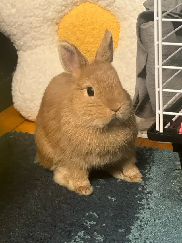 NEUTERED MALE NETHERLAND DWARF RABBIT