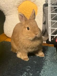 NEUTERED MALE NETHERLAND DWARF RABBIT