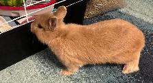 NEUTERED MALE NETHERLAND DWARF RABBIT - Photo 2