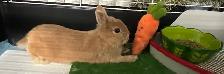 NEUTERED MALE NETHERLAND DWARF RABBIT - Photo 3