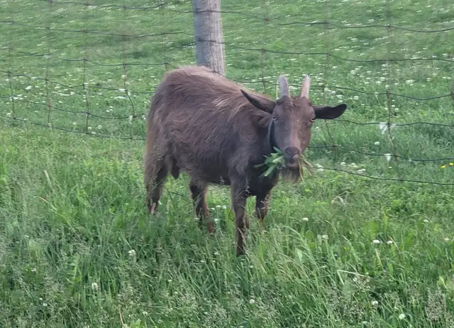 Milking doe and yearlings