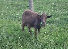 Milking doe and yearlings