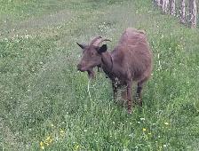 Milking doe and yearlings - Photo 2