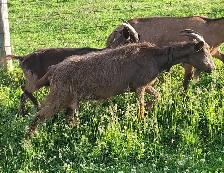 Milking doe and yearlings - Photo 3