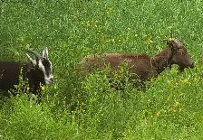 Milking doe and yearlings - Photo 4