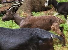 Milking doe and yearlings - Photo 5