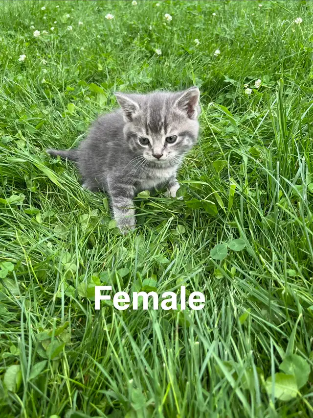 Cute Kittens