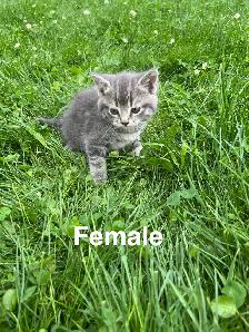 Cute Kittens