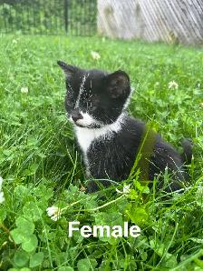 Cute Kittens - Photo 2