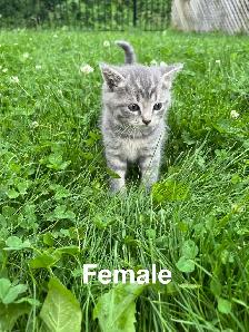 Cute Kittens - Photo 3