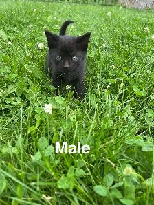 Cute Kittens - Photo 4