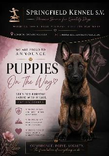 CKC Reg Dark Malinois puppies for Sale (On Parle Le Francais)