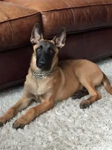 CKC Reg Dark Malinois puppies for Sale (On Parle Le Francais) - Photo 3