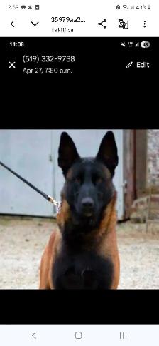 CKC Reg Dark Malinois puppies for Sale (On Parle Le Francais) - Photo 4