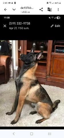 CKC Reg Dark Malinois puppies for Sale (On Parle Le Francais) - Photo 5